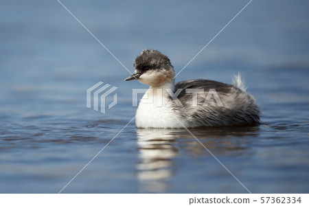 Silvery Grebe chick swimming in a freshwater lake 57362334