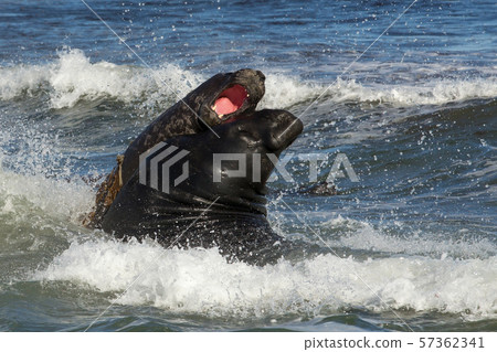 Southern elephant seals fighting in the ocean 57362341