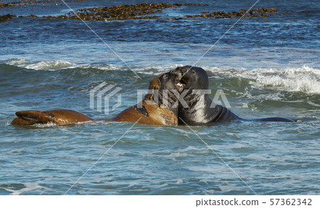 Southern elephant seals fighting in the ocean 57362342