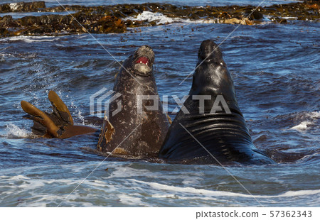 Southern elephant seals fighting in the ocean 57362343