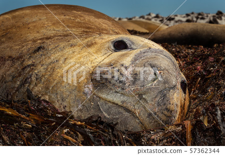 Elephant Seal lying on sea weeds 57362344