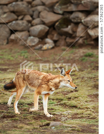 Close up of a rare and endangered Ethiopian wolf 57362365
