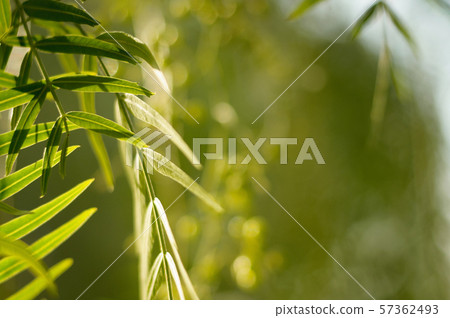 red pepper tree leaves in the garden red pepper tree leaves in the garden 57362493