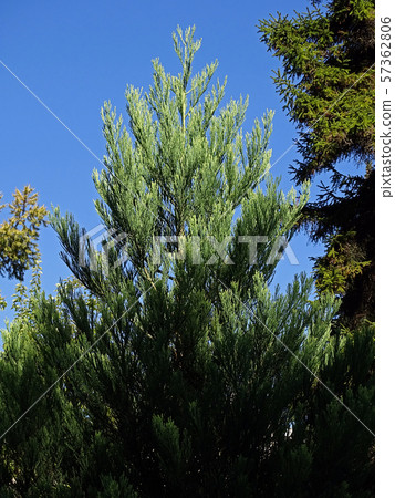 Zagreb Botanical garden by summer 57362806