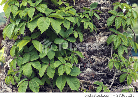 Virginia creeper climbing on a palm tree in Greece Virginia creeper climbing on a palm tree in Greece 57363125