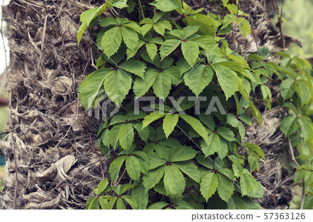 Wild vine climbing on a palm tree 57363126