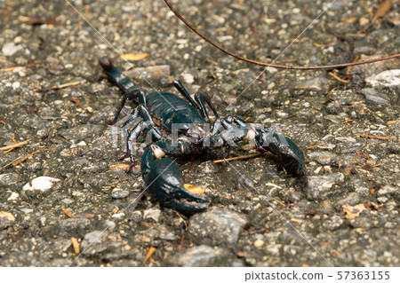 A black scorpion on ground outdoor in national 57363155