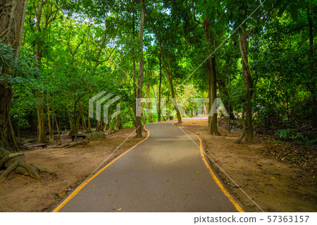 Pathway with green trees tunnel corridor, Pathway with green trees tunnel corridor, 57363157