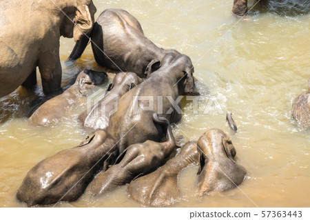 Big Asian elephants. Nature of Sri Lanka Big Asian elephants. Nature of Sri Lanka 57363443