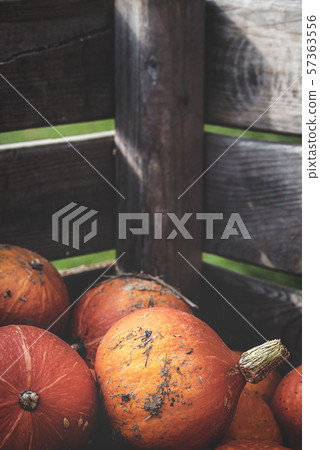 Orange pumpkins in a wooden crate. Harvest day 57363556