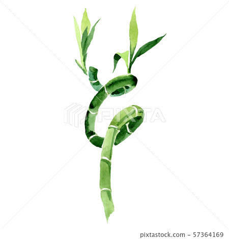 Green Draceana Sanderiana. Watercolor background set. Isolated lucky bamoo illustration element. Green Draceana Sanderiana. Watercolor background set. Isolated lucky bamoo illustration element. 57364169