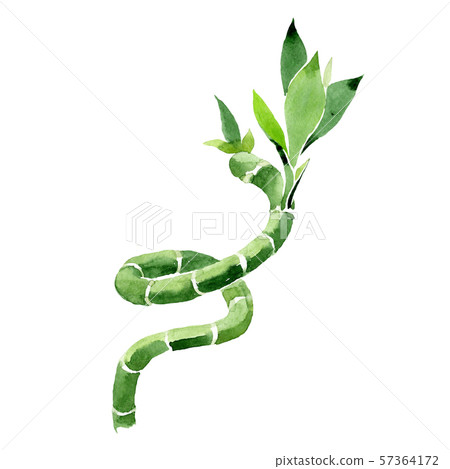 Green Draceana Sanderiana. Watercolor background set. Isolated lucky bamoo illustration element. 57364172