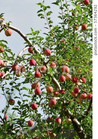 Take a picture of the apple field in Niki, Hokkaido Take a picture of the apple field in Niki, Hokkaido 57364292