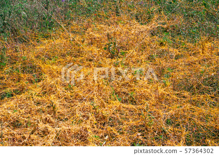 Dodder Genus Cuscuta is The parasite wraps Dodder Genus Cuscuta is The parasite wraps 57364302