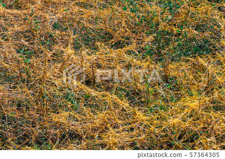 Dodder Genus Cuscuta is The parasite wraps Dodder Genus Cuscuta is The parasite wraps 57364305