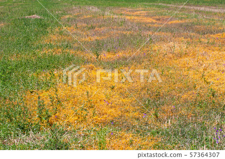 Dodder Genus Cuscuta is The parasite wraps 57364307