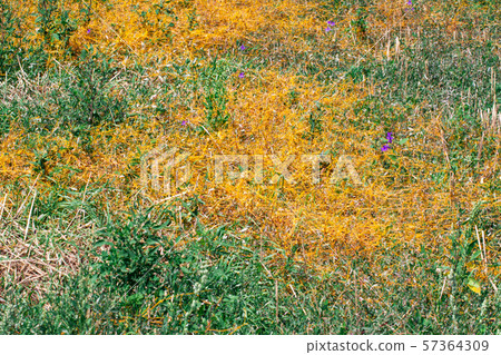 Dodder Genus Cuscuta is The parasite wraps 57364309