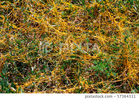 Dodder Genus Cuscuta is The parasite wraps Dodder Genus Cuscuta is The parasite wraps 57364311