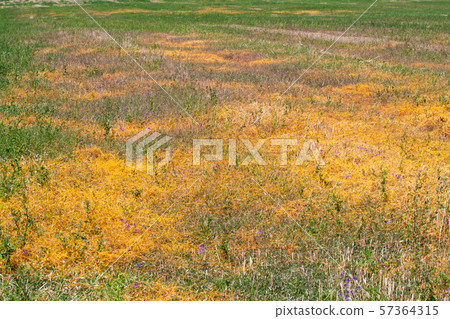 Dodder Genus Cuscuta is The parasite wraps Dodder Genus Cuscuta is The parasite wraps 57364315
