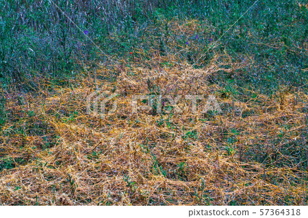 Dodder Genus Cuscuta is The parasite wraps Dodder Genus Cuscuta is The parasite wraps 57364318