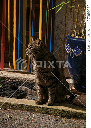 Cat in front of a door in the light of daybreak Cat in front of a door in the light of daybreak 57369685