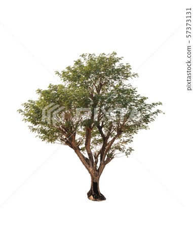 Isolated tree on white background Isolated tree on white background 57373131