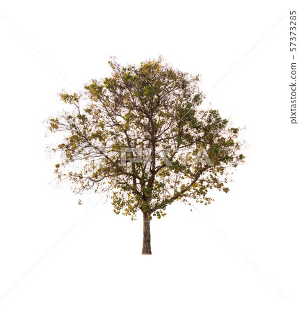 Isolated tree on white background Isolated tree on white background 57373285