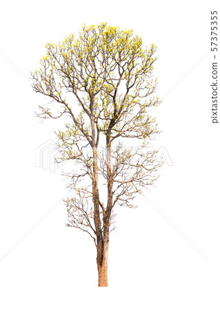 Single old and dead tree isolated on white Single old and dead tree isolated on white 57375355