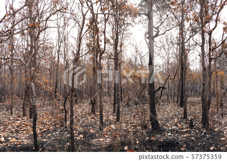 An area of forest that has been burnt by a forest An area of forest that has been burnt by a forest 57375359