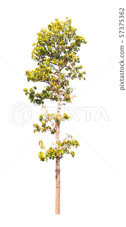 Isolated tree on white background 57375362