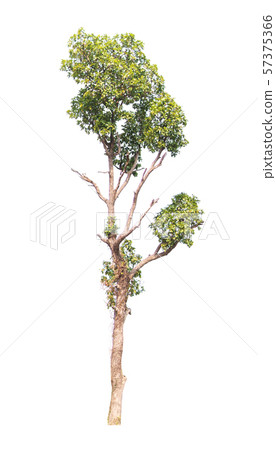 Isolated tree on white background Isolated tree on white background 57375366
