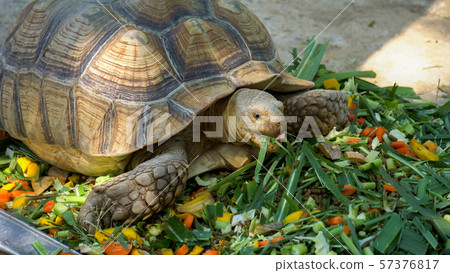 Turtles are eating food Turtles are eating food 57376817