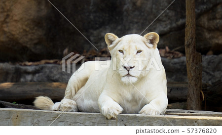 White lion female close-up White lion female close-up 57376820