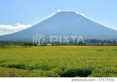 Photographing the scenery of soybean fields and Mt. Yotei (Mt. 57377538
