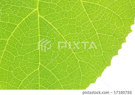 關閉泡桐葉子 57380788