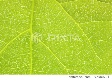 關閉泡桐葉子 57380791