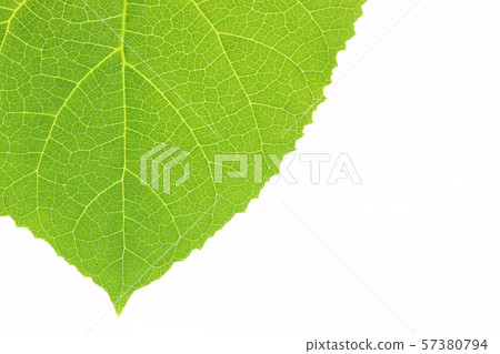 Close up of paulownia leaf 57380794