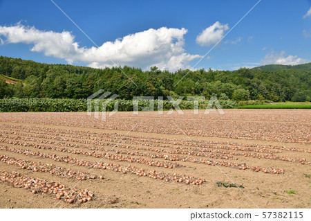 Shooting the landscape of an onion field that was dug up in Kyogoku-cho, Hokkaido and awaits harvest Shooting the landscape of an onion field that was dug up in Kyogoku-cho, Hokkaido and awaits harvest 57382115