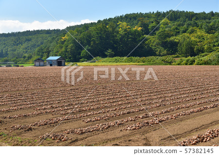 Shooting the landscape of an onion field that was dug up in Kyogoku-cho, Hokkaido and awaits harvest Shooting the landscape of an onion field that was dug up in Kyogoku-cho, Hokkaido and awaits harvest 57382145