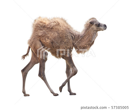 Baby Camel with two humps , Bactrian camel on 57385005