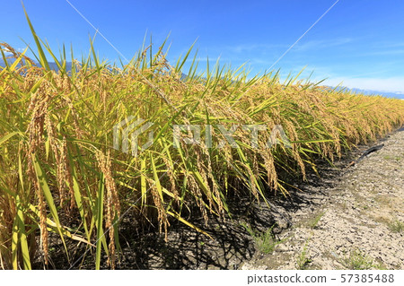 Azumino City Rice farming Azumino City Rice farming 57385488