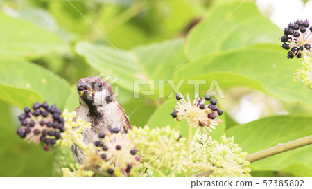 Sparrow eating Udo fruits 57385802