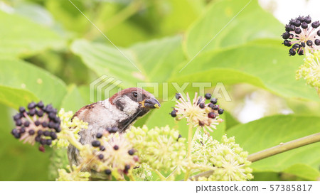 麻雀吃Udo水果 57385817