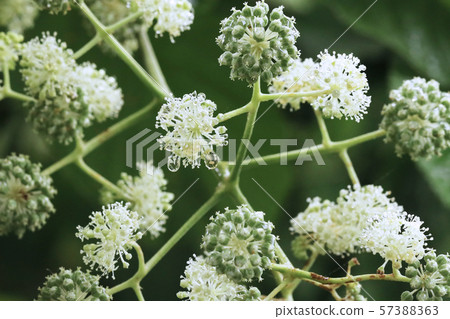 Udo flower with water drops 57388363