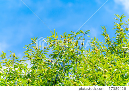 Iga chestnut autumn material [Nagano Prefecture] 57389426