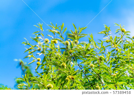 Iga chestnut autumn material [Nagano Prefecture] 57389458