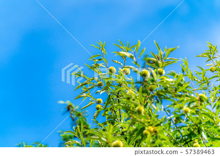 Iga chestnut autumn material [Nagano Prefecture] 57389463
