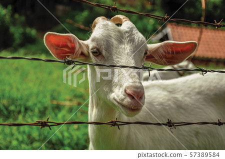 Close-up of goat next a fence in a farmhouse Close-up of goat next a fence in a farmhouse 57389584