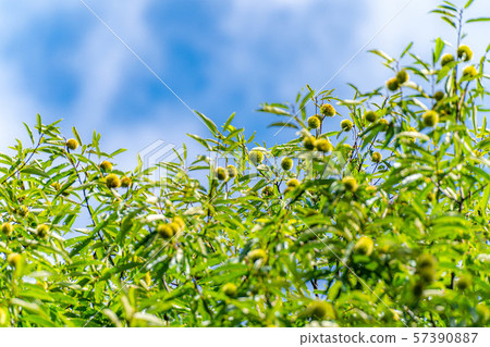 Iga chestnut autumn material [Nagano Prefecture] 57390887