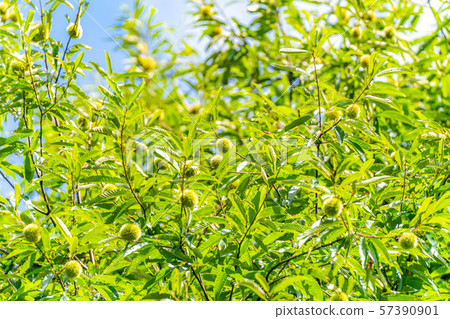 Iga chestnut autumn material [Nagano Prefecture] 57390901